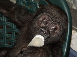 Bangori Baby Western Lowland Gorilla